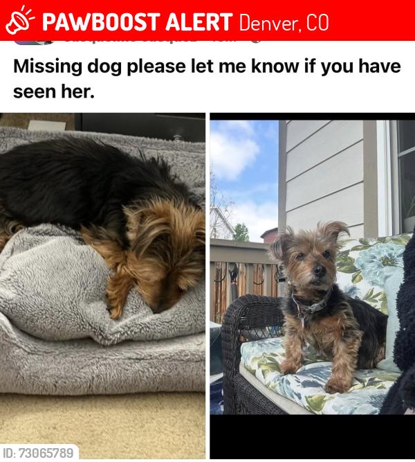 Lost Female Dog last seen Hampden/Lowell, Denver, CO 80236