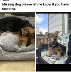Lost Female Dog last seen Hampden/Lowell, Denver, CO 80236