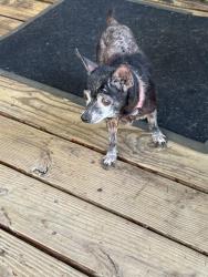 Found/Stray Female Dog last seen Gus Thomason and Cayuga Dr, Dallas County, TX 75150