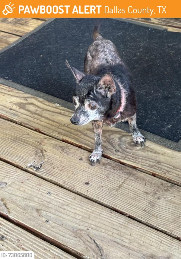 Found/Stray Female Dog last seen Gus Thomason and Cayuga Dr, Dallas County, TX 75150