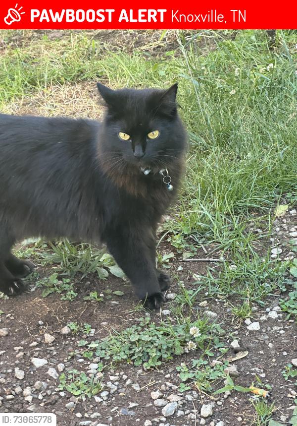 Lost Female Cat last seen Matlock Dr, Macarena Rd, Abercorn, Knoxville, TN 37921