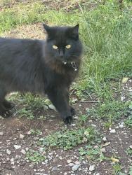 Lost Female Cat last seen Matlock Dr, Macarena Rd, Abercorn, Knoxville, TN 37921