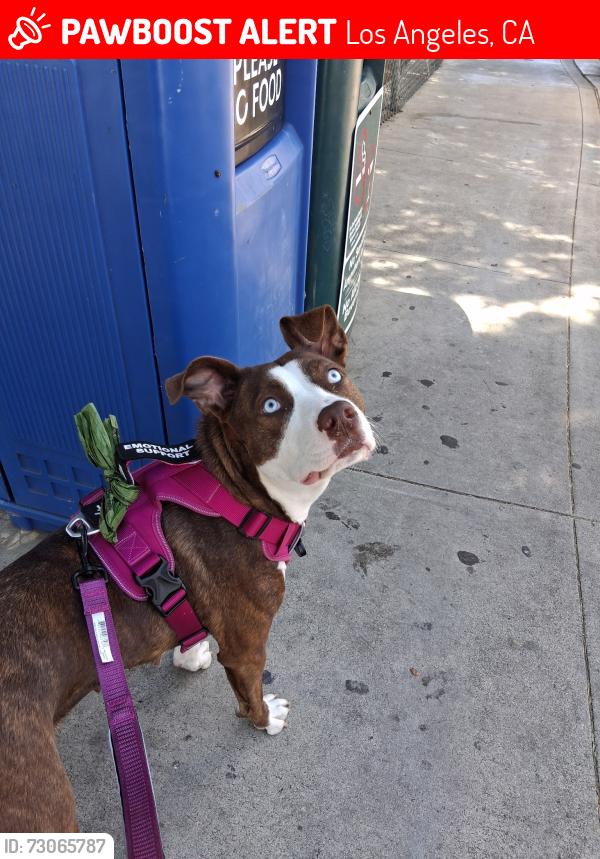 Lost Female Dog last seen Gower & Fountain avenue, Los Angeles, CA 90028