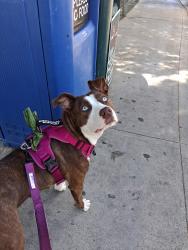 Lost Female Dog last seen Gower & Fountain avenue, Los Angeles, CA 90028