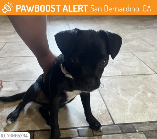 Found/Stray Female Dog last seen By a liquor store, San Bernardino, CA 92411