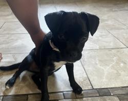 Found/Stray Female Dog last seen By a liquor store, San Bernardino, CA 92411