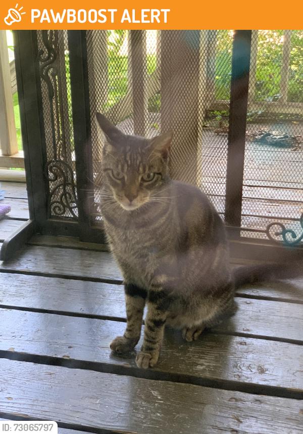 Found/Stray Male Cat last seen Lifetime fitness, Cherokee County, GA 30188