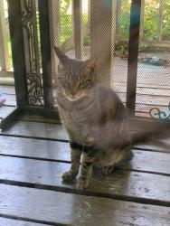Found/Stray Male Cat last seen Lifetime fitness, Cherokee County, GA 30188