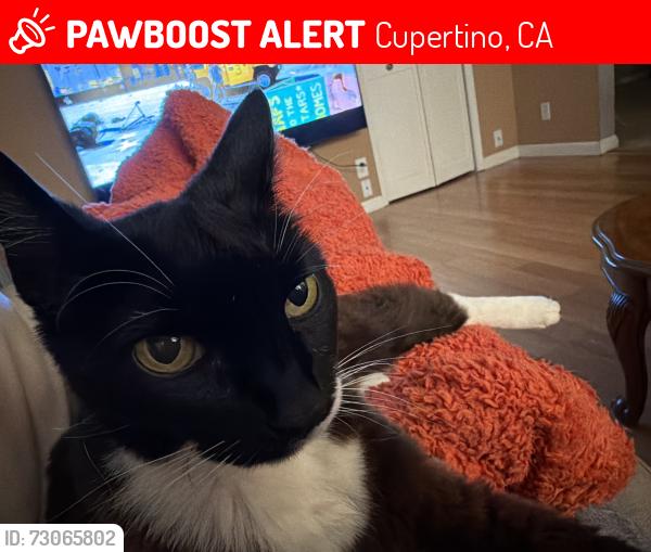 Lost Female Cat last seen Stelling and north De Anza, Cupertino, CA 95014