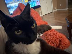 Lost Female Cat last seen Stelling and north De Anza, Cupertino, CA 95014
