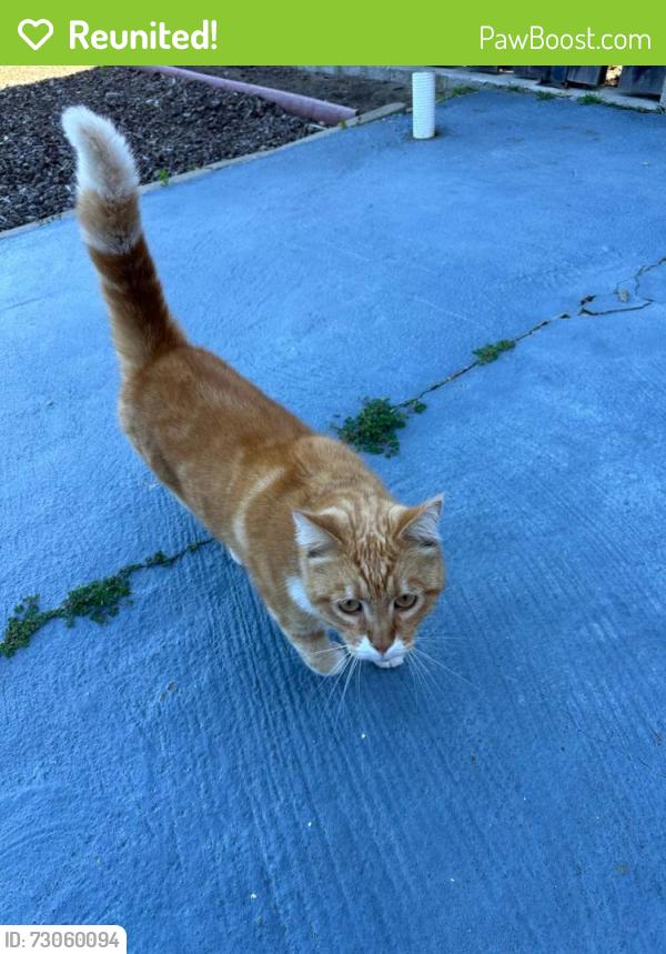 Reunited Male Cat last seen Near Taraval and Sunset in San Francisco, around 38th Avenue, San Francisco, CA 94116