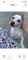 Lost Male Dog last seen Marisol dr , Houston, TX 77083