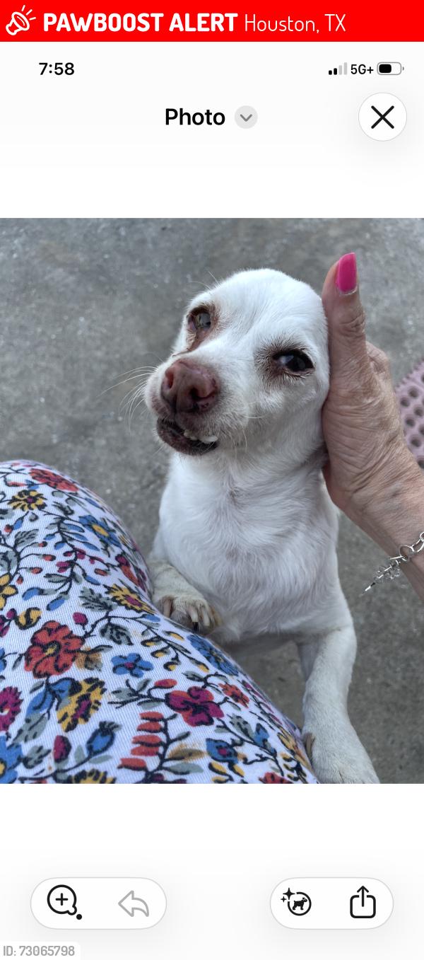 Lost Male Dog last seen Marisol dr , Houston, TX 77083