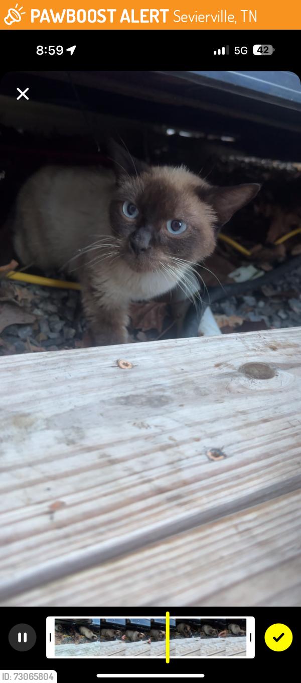 Found/Stray Unknown Cat last seen otters cove bar and grill, Sevierville, TN 37876