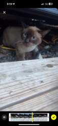 Found/Stray Unknown Cat last seen otters cove bar and grill, Sevierville, TN 37876