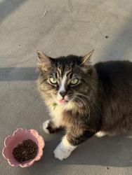 Lost Male Cat last seen Near Bellagio Rd, Los Angeles, CA 90049