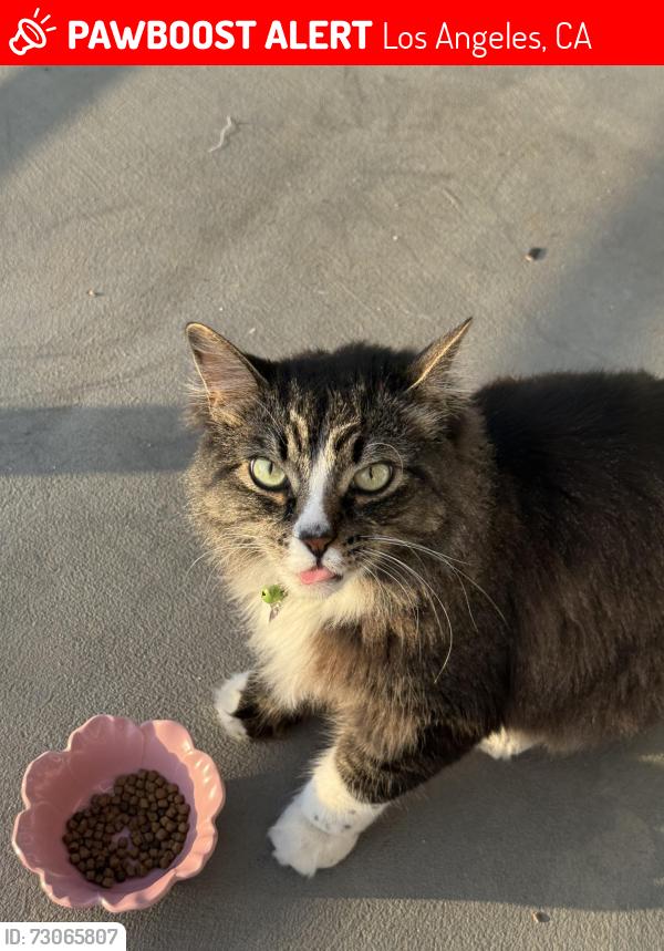 Lost Male Cat last seen Near Bellagio Rd, Los Angeles, CA 90049
