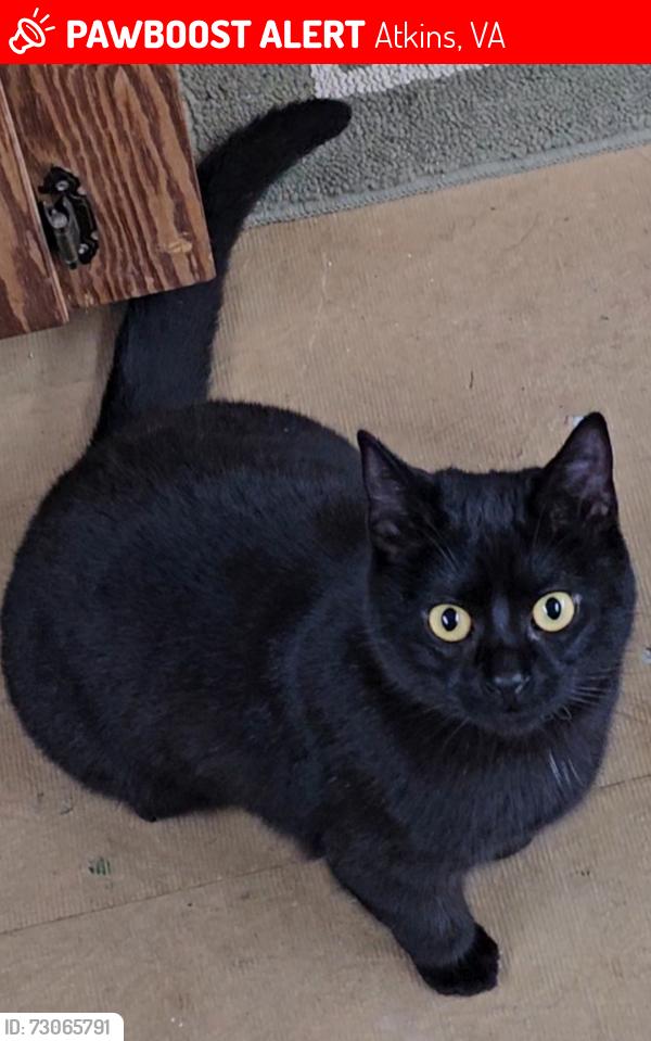 Lost Female Cat last seen Settlers Museum of Southwest Virginia, Atkins, VA 24311