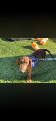 Found/Stray Unknown Dog last seen Kimberly st, Adelanto, CA 92301