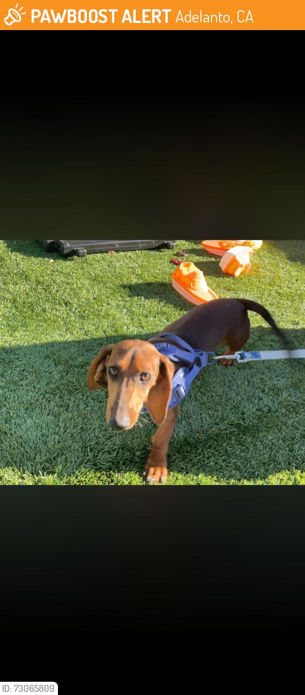Found/Stray Unknown Dog last seen Kimberly st, Adelanto, CA 92301