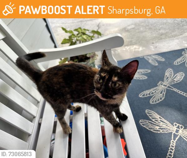 Found/Stray Unknown Cat last seen Oakcrest Dr Sharpsburg GA, Sharpsburg, GA 30277
