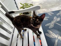 Found/Stray Unknown Cat last seen Oakcrest Dr Sharpsburg GA, Sharpsburg, GA 30277