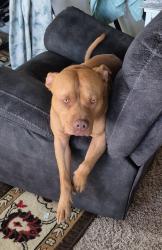 Lost Male Dog last seen Colfax and irving, Denver, CO 80204