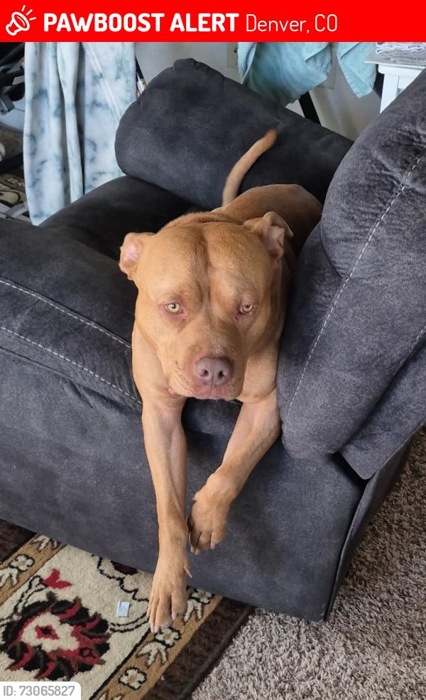 Lost Male Dog last seen Colfax and irving, Denver, CO 80204