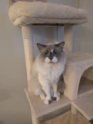Lost Male Cat last seen Near Ave and mcveety street , Maple Ridge, BC V2W 1G6