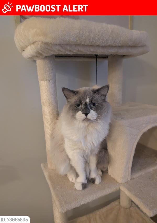 Lost Male Cat last seen Near Ave and mcveety street , Maple Ridge, BC V2W 1G6