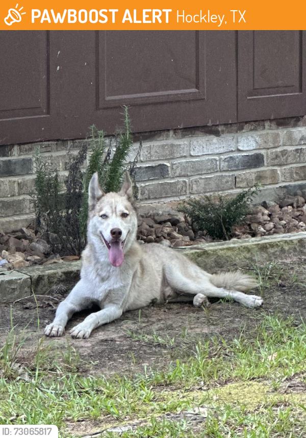 Found/Stray Male Dog last seen emily way, Hockley, TX 77447