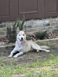 Found/Stray Male Dog last seen emily way, Hockley, TX 77447