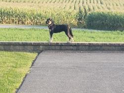 Reunited Female Dog last seen Sandmine Road New Holland, Lancaster County, PA 17557