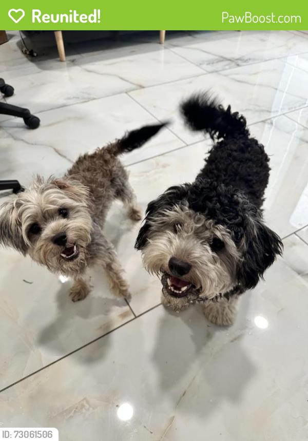 Reunited Unknown Dog last seen Lake Underhill and goldenrod , Orlando, FL 32822