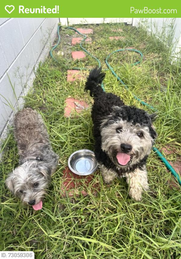Reunited Unknown Dog last seen Garwood drivw, Orlando, FL 32822