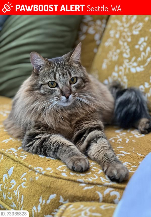 Lost Male Cat last seen 64th Ave S & S 118th St, Bryn Mawr- Skyway, Seattle, WA 98178