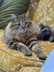 Lost Male Cat last seen 64th Ave S & S 118th St, Bryn Mawr- Skyway, Seattle, WA 98178