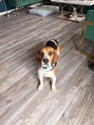 Lost Male Dog last seen Near Willowglen Drive in Lancaster, Lancaster, PA 17602