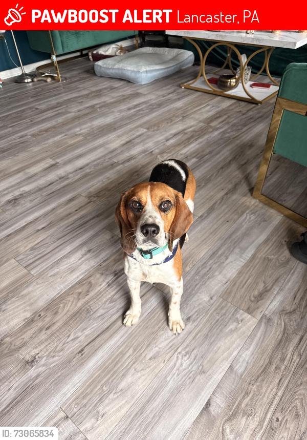 Lost Male Dog last seen Near Willowglen Drive in Lancaster, Lancaster, PA 17602