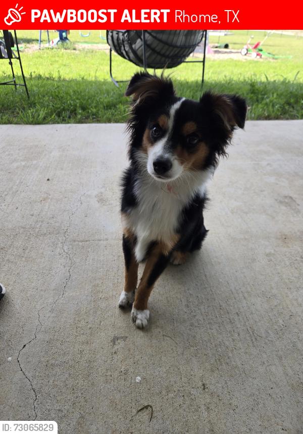 Lost Male Dog last seen County Road 4421, Rhome, TX 76078