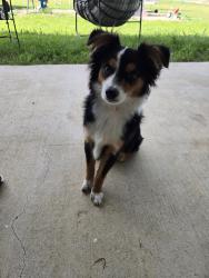 Lost Male Dog last seen County Road 4421, Rhome, TX 76078