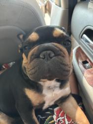 Lost Female Dog last seen Family dollar 1137 w baseline street, San Bernardino, CA 92411