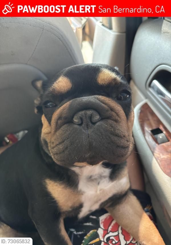Lost Female Dog last seen Family dollar 1137 w baseline street, San Bernardino, CA 92411