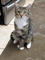 Reunited Female Cat last seen Near s 37th place, Phoenix, AZ 85044