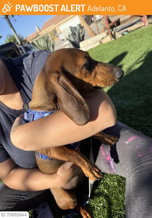 Found/Stray Unknown Dog last seen Kimberly st, Adelanto, CA 92301