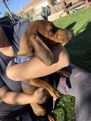 Found/Stray Unknown Dog last seen Kimberly st, Adelanto, CA 92301