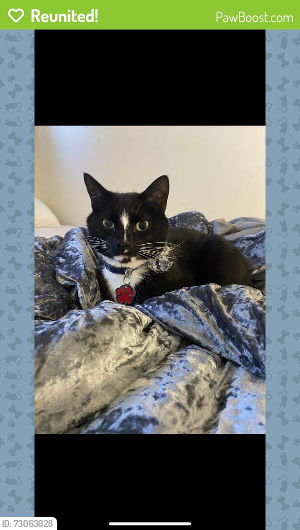 Reunited Male Cat last seen Near Norfen Rd, Halethorpe, MD 21227, USA, Baltimore Highlands, MD 21227