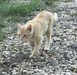 Reunited Male Cat last seen North Fork and Romberg, Bartlett, TX 76511