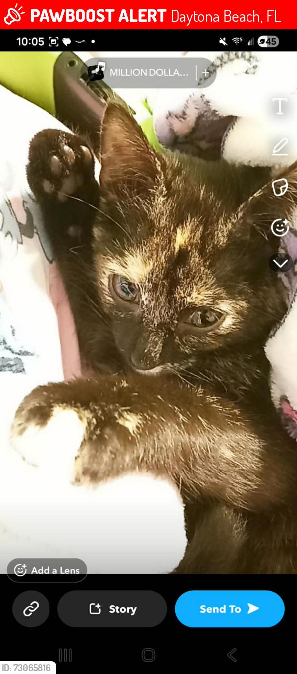 Lost Female Cat last seen Flomich and Ridge Ave, Daytona Beach, FL 32117