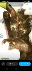 Lost Female Cat last seen Flomich and Ridge Ave, Daytona Beach, FL 32117